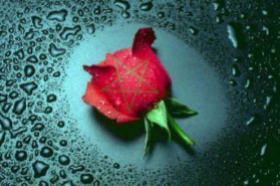 rose du maroc!!